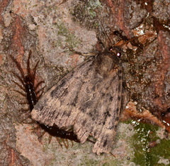 Amphipyra pyramidea