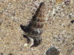 Pyrazus ebeninus