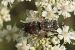 Linnaemya