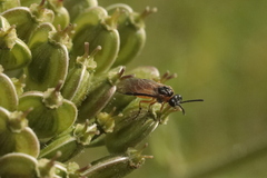 Athalia cordata