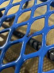 Camponotus floridanus