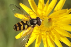 Dasysyrphus