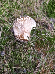 Amanita pantherina