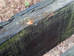 Falcaria lacertinaria