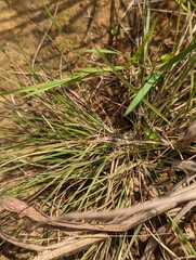 Aristida chinensis