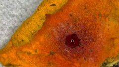 Hypomyces subiculosus