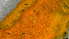 Hypomyces subiculosus