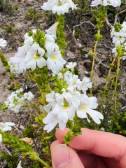 Euphrasia collina tetragona