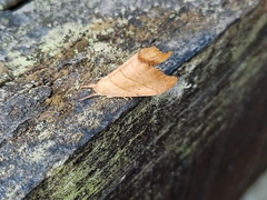 Falcaria lacertinaria