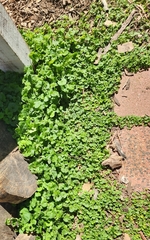Dichondra repens