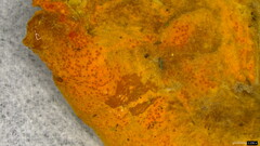 Hypomyces subiculosus