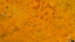 Hypomyces subiculosus