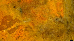 Hypomyces subiculosus