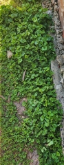 Dichondra repens
