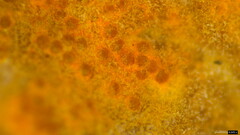 Hypomyces subiculosus