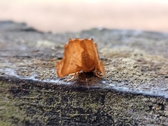 Falcaria lacertinaria