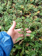 Solidago virgaurea lapponica