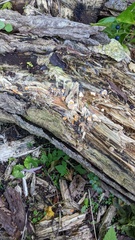 Hypomyces subiculosus