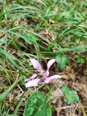 Cyclamen purpurascens