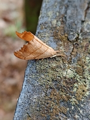 Falcaria lacertinaria