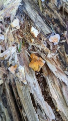 Hypomyces subiculosus