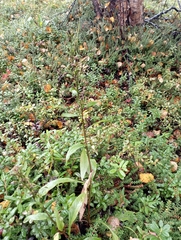 Solidago virgaurea lapponica