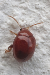 Sphaeroderma testaceum