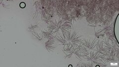 Hypomyces subiculosus