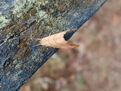 Falcaria lacertinaria