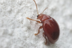 Sphaeroderma testaceum