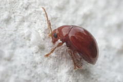 Sphaeroderma testaceum