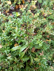 Solidago virgaurea lapponica