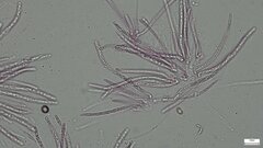Hypomyces subiculosus