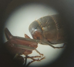 Camponotus