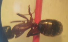 Camponotus