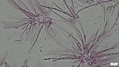 Hypomyces subiculosus