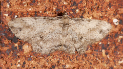 Syneora acclinis