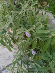 Solanum elaeagnifolium