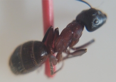 Camponotus