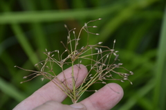 Scirpus radicans