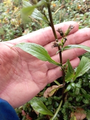 Solidago virgaurea lapponica