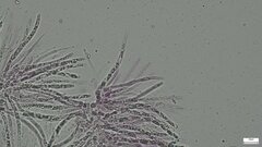 Hypomyces subiculosus