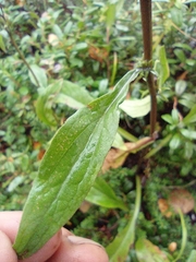 Solidago virgaurea lapponica
