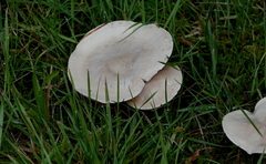 Clitopilus prunulus