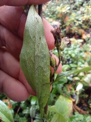 Solidago virgaurea lapponica