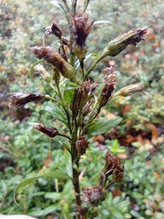 Solidago virgaurea lapponica
