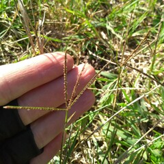Eleusininae