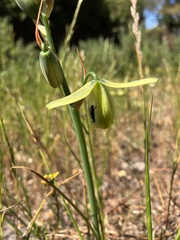 Albuca cooperi