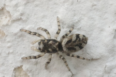 Salticus scenicus