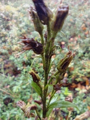 Solidago virgaurea lapponica